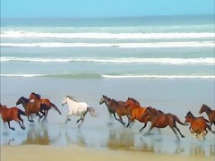 woman makes mare cum