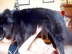 la llamada del perro