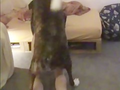 perro casero