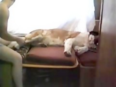 paseo al perro y me lo follo