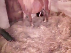 Silky hair woman sucking cock