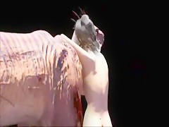 tres coños para el perro