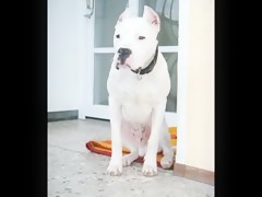 Gozando la verga del semental