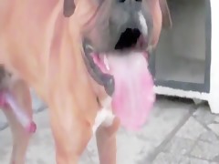 Atada para el perro