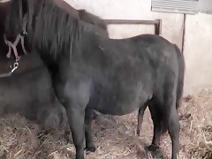 big cock fucking mature woman